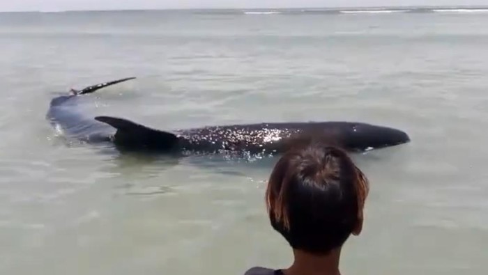 Seekor ikan paus berukuran 5 meter terdampar di Pantai Palippis, Sulbar, dengan luka akibat tergores karang. Warga berupaya mengevakuasi ke laut dalam.