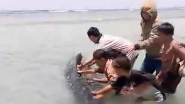 ikan paus berukuran 5 meter Seekor ikan paus berukuran 5 meter terdampar di Pantai Palippis, Sulbar, dengan luka akibat tergores karang. Warga berupaya mengevakuasi ke laut dalam.