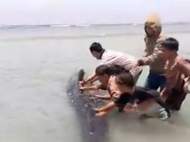 Video Seekor Paus 5 Meter Terdampar di Pantai Palippis Polman