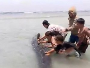 Video Seekor Paus 5 Meter Terdampar di Pantai Palippis Polman