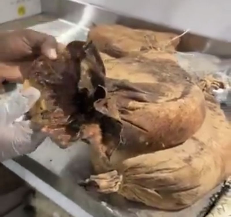 Viral! Penampakan Kurma 100 Tahun yang Ditemukan dalam Kantong Kulit
