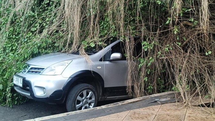 Pohon beringin di Batang tumbang.