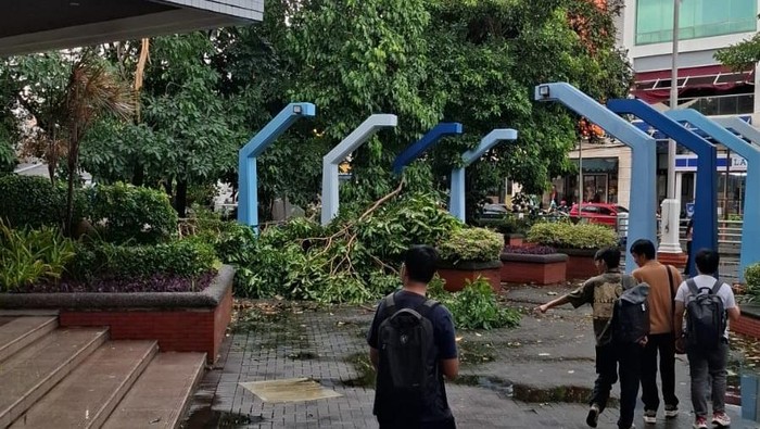Pohon tumbang di kawasan Kampus Petra