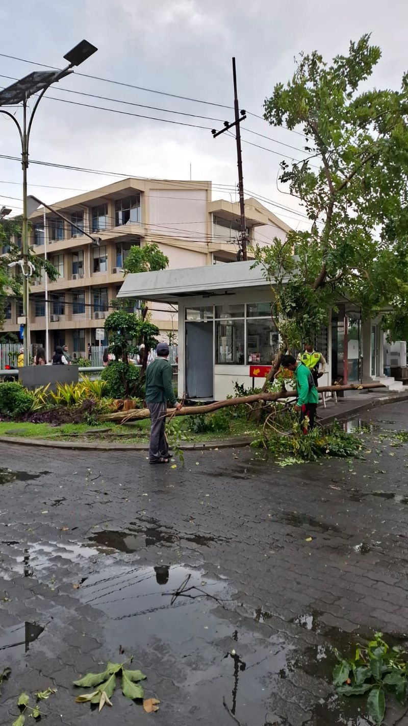 Pohon tumbang di kawasan Kampus Petra