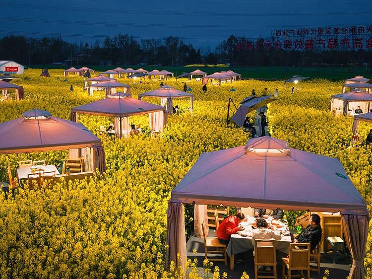 Sensasi Makan Hotpot di Tengah Lautan Bunga Kanola