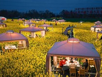 Sensasi Makan Hotpot di Tengah Lautan Bunga Kanola