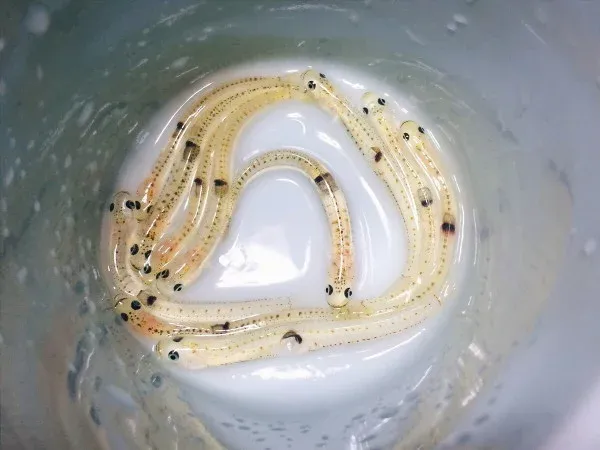 Sering Bikin Turis Kaget! Ini 6 Makanan Lokal yang Dikenal Ekstrem