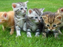 70+ Sebutan Anak Hewan dalam Bahasa Jawa: Ada Cempe hingga Piyik