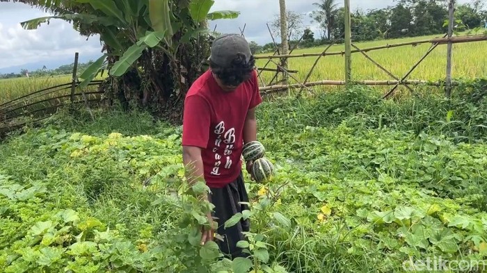Petani blewah Lumajang