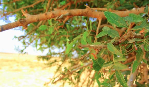 Pohon Sahabi. (Dok. KBRI Amman Yordania)