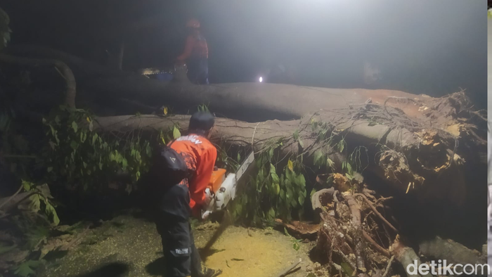 Pohon tumbang di Pamekasan