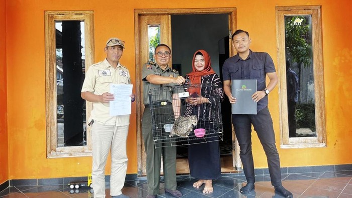 Warga Sleman serahkan kucing kuwuk ke BKSDA Jogja usai dirawat 3 pekan di rumah. 