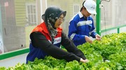 Urban Farming Kembangkan Usaha Sayur di Kampung Atas Air