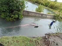 Video Akhir Tragis Paus 5 Meter yang Terdampar di Polman