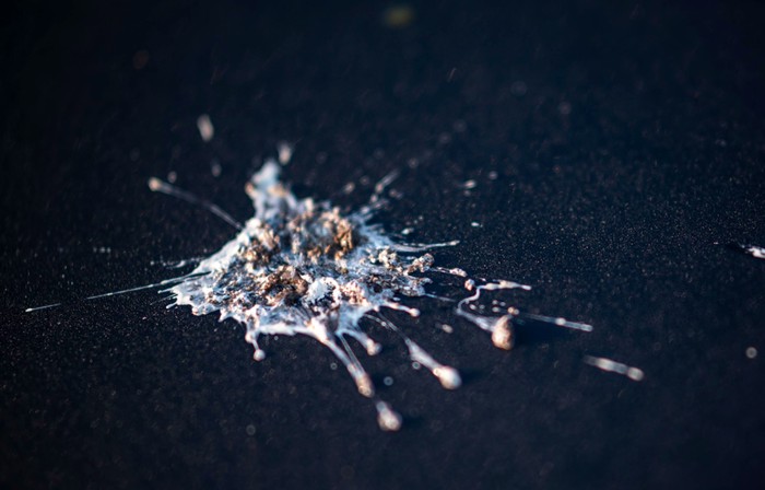 Ilustrasi kotoran burung