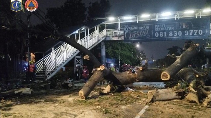 Pohon Besar di Jaksel Tumbang Timpa Pemotor hingga Meninggal Dunia - Update 1