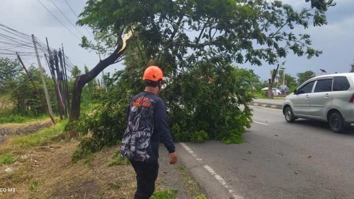 Pohon tumbang di Pasuruan