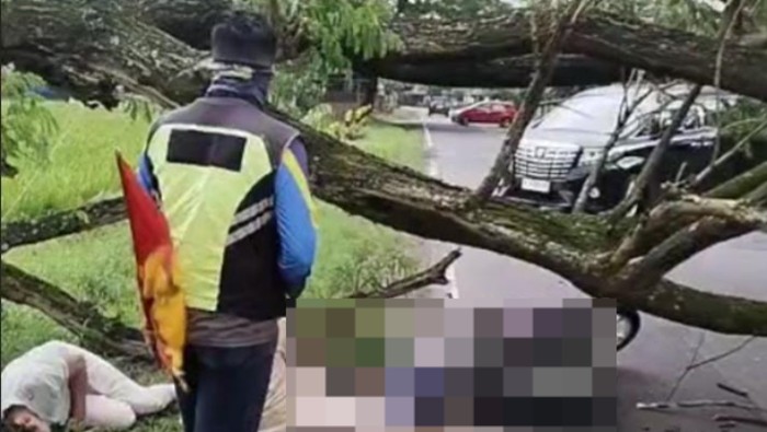 Pohon tumbang mengenai pengendara di Magetan