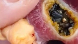 Pria Beli Bebek Hidup, Temukan 10 Gram Emas di Lambung Bebek