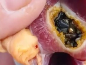 Pria Beli Bebek Hidup, Temukan 10 Gram Emas di Lambung Bebek