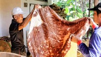Untuk biaya perbaikan, Mbah Pamujo mematok tarif berbeda tergantung kerusakan. Jika hanya memperbaiki satu sisi bedug, biaya jasanya sekitar Rp300 ribu.Namun jika harus mengganti kulit bedug, biayanya bisa mencapai Rp900 ribu termasuk pemasangan.