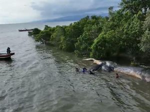 Bangkai Paus Sperma Raksasa Terdampar di Pantai Kolaka Akhirnya Dievakuasi
