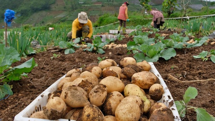 Petani memanen kentang di perladangan kawasan dataran tinggi Dieng Desa Bakal, Batur, Banjarnegara, Jawa Tengah, Minggu (8/3/2026). Curah hujan tinggi dan angin kencang menyebabkan hasil panen kentang menurun hingga 50 persen dibanding pada waktu musim kemarau yaitu dari 15 ton per hektare menjadi 7-8 ton per hektare, saat ini harga kentang berkisar Rp10 ribu-Rp11 ribu per kilogram. ANTARA FOTO/Anis Efizudin/nz