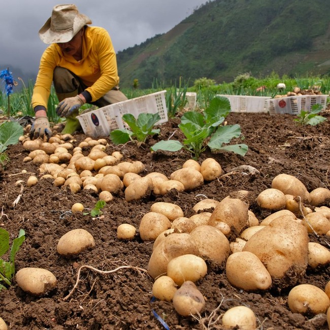 Curah Hujan Tinggi, Hasil Panen Kentang Turun 50 Persen