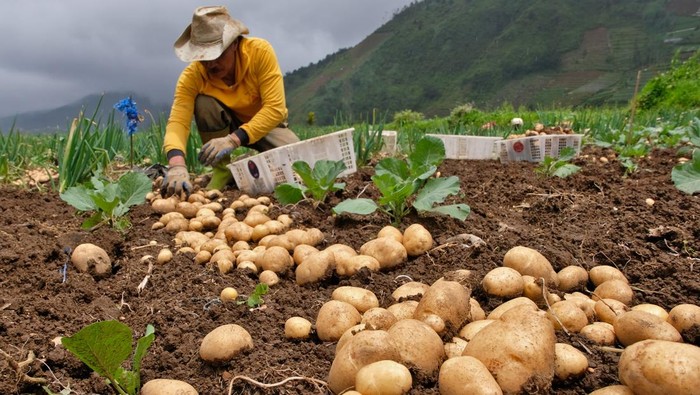 Petani memanen kentang di perladangan kawasan dataran tinggi Dieng Desa Bakal, Batur, Banjarnegara, Jawa Tengah, Minggu (8/3/2026). Curah hujan tinggi dan angin kencang menyebabkan hasil panen kentang menurun hingga 50 persen dibanding pada waktu musim kemarau yaitu dari 15 ton per hektare menjadi 7-8 ton per hektare, saat ini harga kentang berkisar Rp10 ribu-Rp11 ribu per kilogram. ANTARA FOTO/Anis Efizudin/nz
