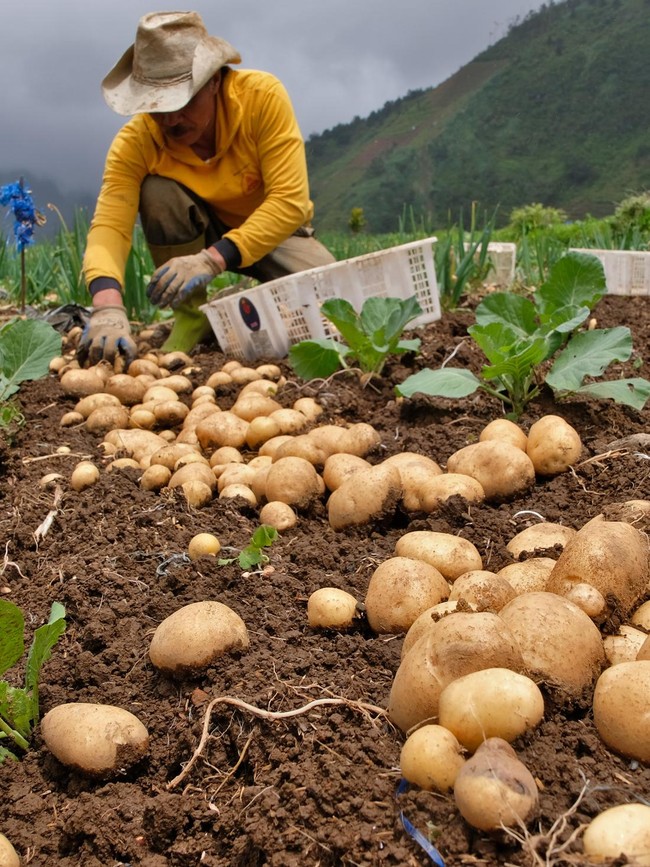 Curah Hujan Tinggi, Hasil Panen Kentang Turun 50 Persen