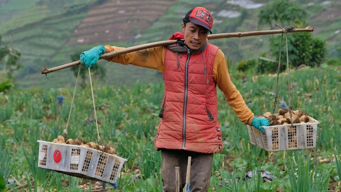 Petani memanen kentang di perladangan kawasan dataran tinggi Dieng Desa Bakal, Batur, Banjarnegara, Jawa Tengah, Minggu (8/3/2026). Curah hujan tinggi dan angin kencang menyebabkan hasil panen kentang menurun hingga 50 persen dibanding pada waktu musim kemarau yaitu dari 15 ton per hektare menjadi 7-8 ton per hektare, saat ini harga kentang berkisar Rp10 ribu-Rp11 ribu per kilogram. ANTARA FOTO/Anis Efizudin/nz