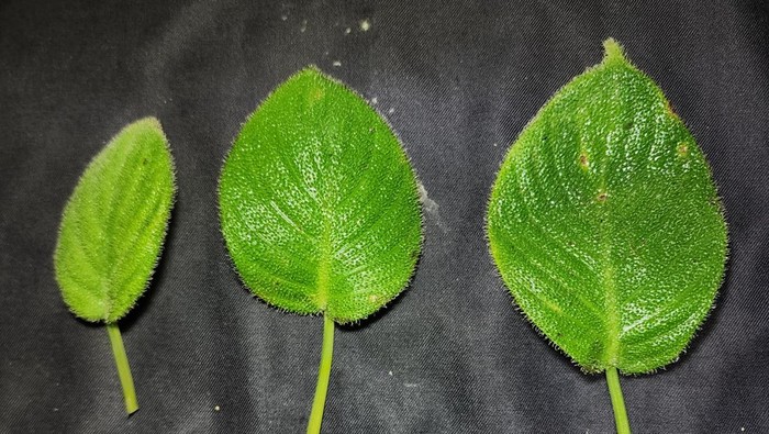 Daun lidah kucing berambut lebat ditemukan endemik di Sumut