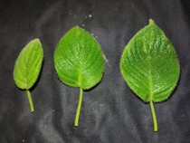 Ditemukan Spesies Baru Endemik di Sumut: Daun Lidah Kucing Berambut Lebat