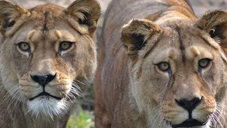 Sedih, Dua Singa Terakhir di Kebun Binatang Ini Harus Disuntik Mati
