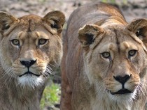 Sedih, Dua Singa Terakhir di Kebun Binatang Ini Harus Disuntik Mati