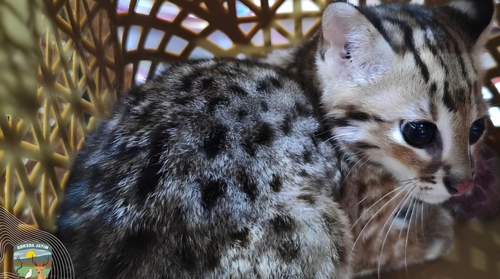 Kucing Kuwuk