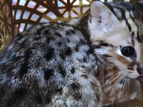 Kucing Kuwuk, Predator Imut Berjuluk Harimau Pembunuh Ayam yang Dilindungi