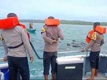 Gerombolan Paus Pilot Terjebak Pukat Nelayan di Perairan Rote Ndao