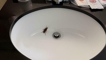 Baru masuk kamar dan disapa hewan ini. Apa yang bakal kamu lakukan? Foto: Thea_From_Juilliard via Bored Panda  