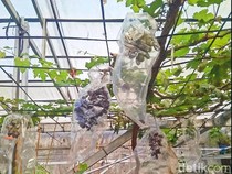 Menikmati Sensasi Petik Anggur Langsung dari Pohon di Deli Serdang