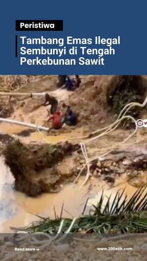  Video Tambang Emas Ilegal Tersembunyi di Tengah Perkebunan Sawit