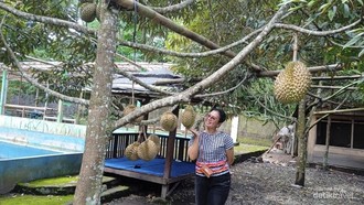 Keseruan Lebaran di Rumah Durian Pak Tukimin