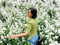 Ngabuburit Asyik di Lembang: Foto di Taman Bunga dan Petik Strawberry