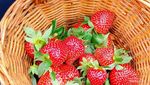 Ngabuburit Asyik di Lembang: Foto di Taman Bunga dan Petik Strawberry