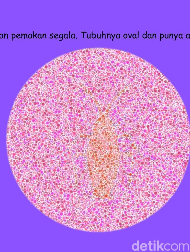 Tes Kejelian Mata 10 Detik! Nomor 1 Masih Mudah, tapi Bisa Jawab Nomor 4?