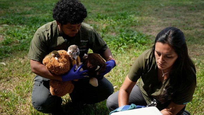 A baby Peruvian friar monkey named Punch, named after the Japanese monkey Punch, who was separated from his mother at birth and trafficked from the Peruvian Amazon, hugs a stuffed animal at Parque Huascar Zoo, in Lima, Peru, March 9, 2026. REUTERS/Angela Ponce
