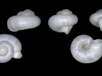 BRIN Temukan Spesies Baru Keong Darat, Hanya Ada di Sumatera Selatan