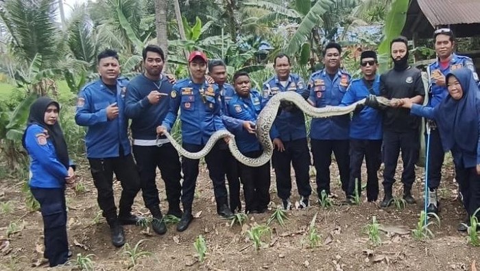 Damkar Bone mengevakuasi ular piton 4 meter.