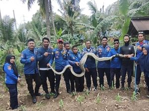 Ular Piton 4 Meter Dievakuasi Usai Teror Kandang Ternak Sapi di Bone