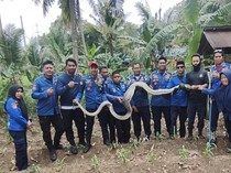 Ular Piton 4 Meter Dievakuasi Usai Teror Kandang Ternak Sapi di Bone